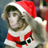 christmas display pictures